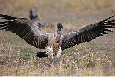 《索尼克：未知边境》上线圣诞服装DLC 玩家免费领取